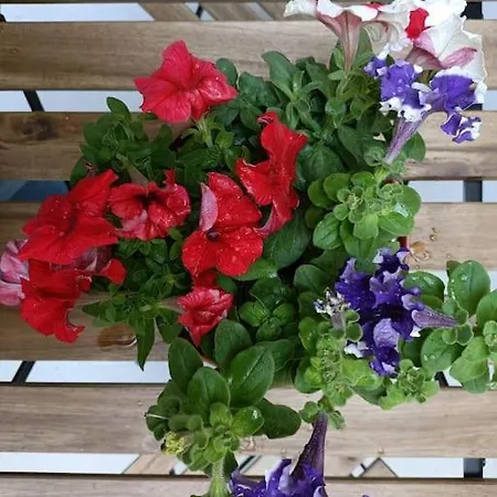 Center -braga * براغا