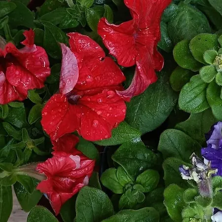 Appartement Center -braga *