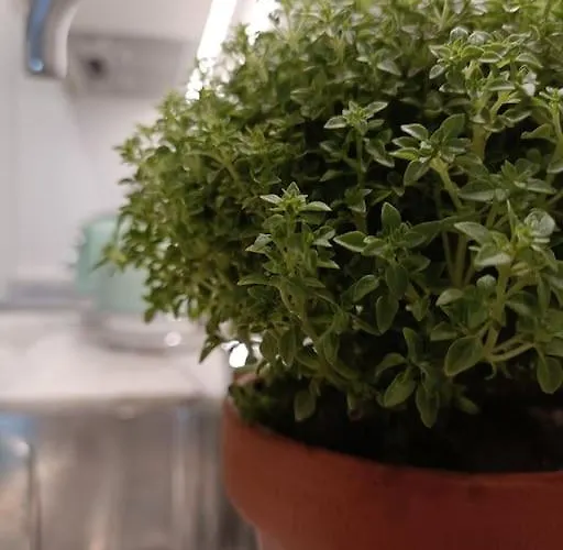 Lejlighed Center -braga