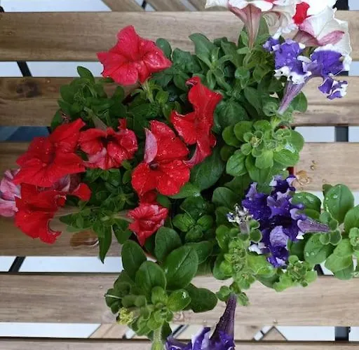 Center -braga * Braga