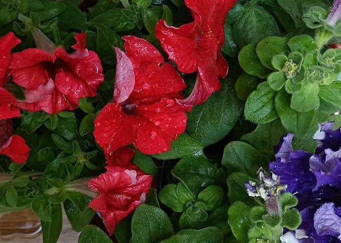 Apartament Center -braga *